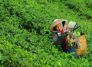 Experiment and explore the newest coffee breeds